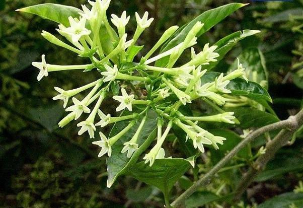 夏秋時(shí)節(jié)，庭院花園驅(qū)離蚊蟲的三大秘籍